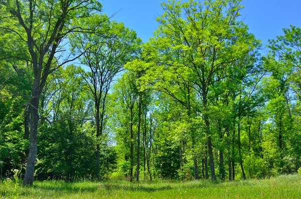 Árboles verdes están en el bosque en verano —  Fotos de Stock