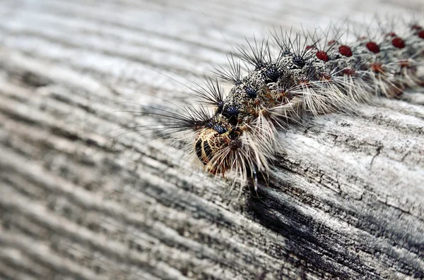 Gypsy moth caterpillar, crawling on a wooden board — Stock Photo, Image
