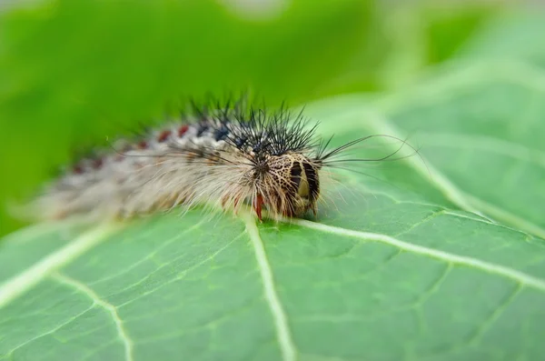 Mariposa gitana oruga, arrastrándose sobre hojas jóvenes — Foto de Stock