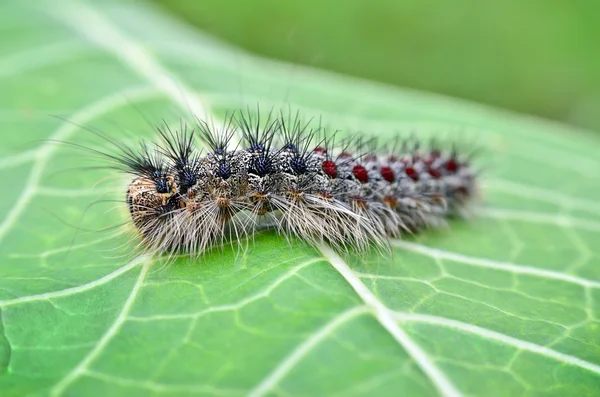 Mariposa gitana oruga, arrastrándose sobre hojas jóvenes — Foto de Stock