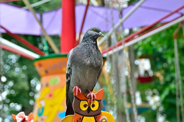 Einsame Taube im Freizeitpark auf Schaukel — Stockfoto