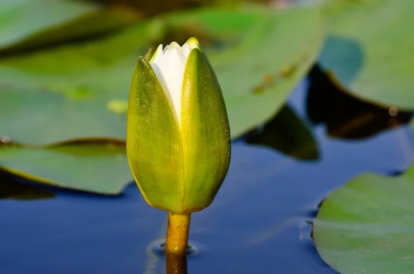 Lirios de agua blanca florecen entre algas verdes en el lago . — Foto de Stock