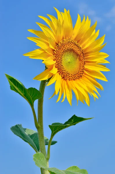 Jóvenes y maduros girasoles que florecen contra el cielo azul — Foto de Stock