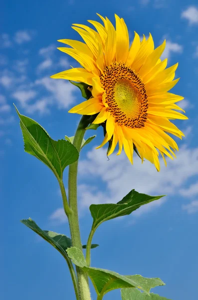 Jóvenes y maduros girasoles que florecen contra el cielo azul — Foto de Stock