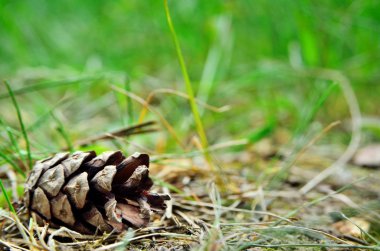 Kuru çam kozalağı yeşil otların arasında yer alır.
