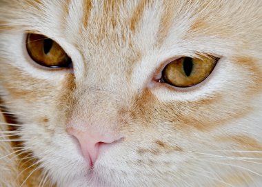 Genç kedi carroty closeup namlu