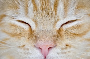 Genç kedi carroty closeup namlu