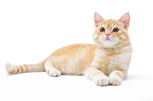 Beyaz bir arka plan üzerinde izole genç, carroty kedi — Stok fotoğraf