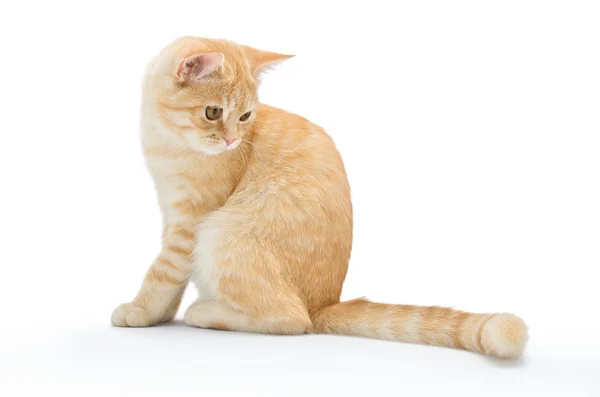 Gato jovem, cenoura isolado em um fundo branco — Fotografia de Stock