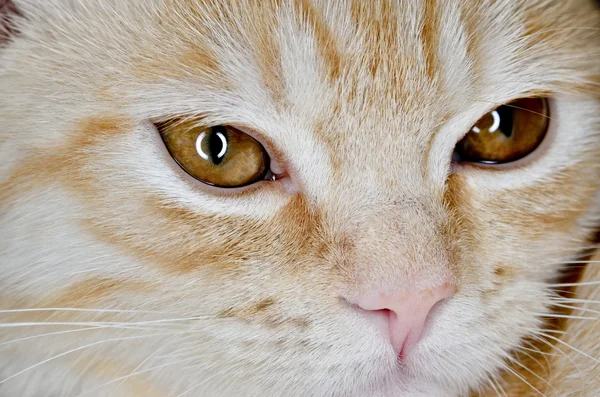 Genç kedi carroty closeup namlu