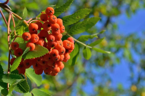 Bunches of red rowan, on the background of green leaves — Stock Photo, Image