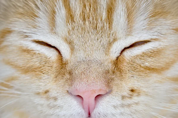 Muzzle of a young cat carroty closeup — Stock Photo, Image