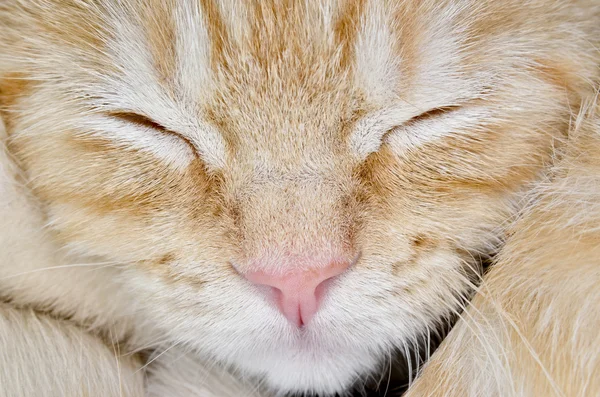 Muzzle of a young cat carroty closeup — Stock Photo, Image