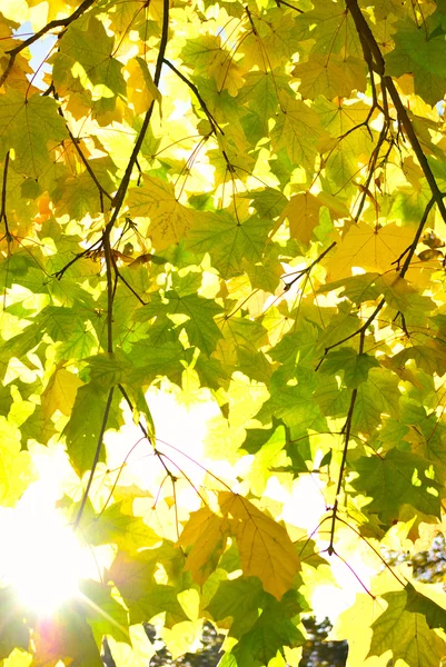 Között a sárguló őszi nap sugarai levelek — Stock Fotó