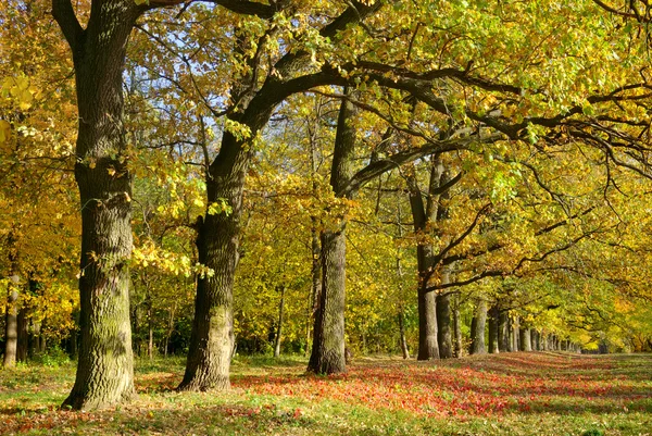 Yellow and red leaves on trees in autumn park — Stock Photo, Image