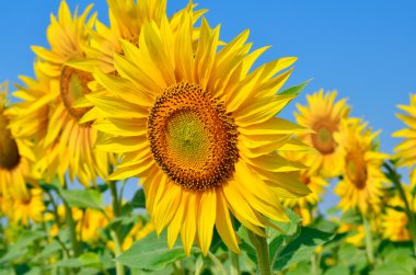 Siyah böceği oduncu-tanner ağaç kabuğu üzerinde tarama