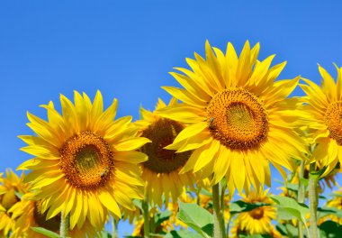 Siyah böceği oduncu-tanner ağaç kabuğu üzerinde tarama