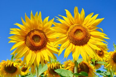 Siyah böceği oduncu-tanner ağaç kabuğu üzerinde tarama