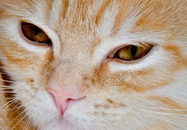 Genç kedi carroty closeup namlu