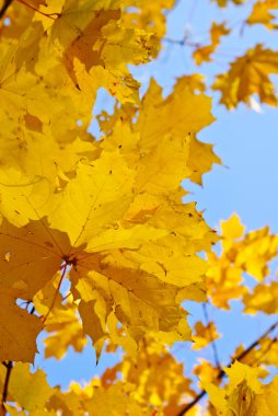 Sarı ve kırmızı yaprakları ağaçlarda sonbahar park