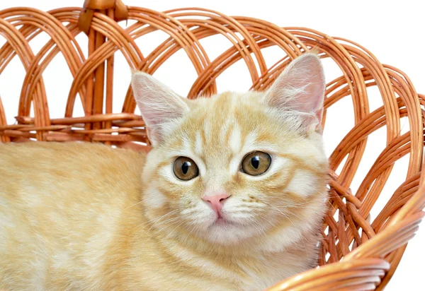 Νέος κίτρινο γάτα κάθεται σε ένα καλάθι λυγαριά — Φωτογραφία Αρχείου
