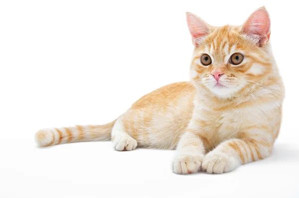 Young, carroty cat isolated on a white background — Stock Photo, Image