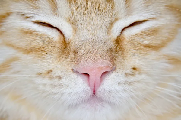 Ρύγχος του μια νεαρή γάτα carroty κινηματογράφηση σε πρώτο πλάνο — Φωτογραφία Αρχείου
