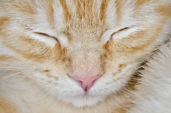 Muzzle of a young cat carroty closeup — Stock Photo, Image