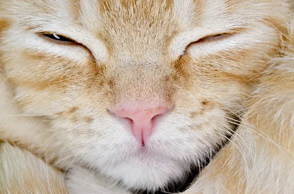 Ρύγχος του μια νεαρή γάτα carroty κινηματογράφηση σε πρώτο πλάνο — Φωτογραφία Αρχείου