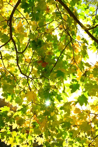 Жовте і червоне листя на деревах в осінньому парку — стокове фото