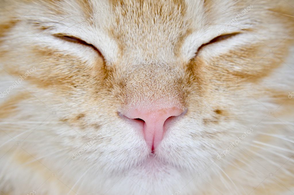 Bouche D Un Jeune Chat Rouquin Closeup Photographie Oleksandrum79 C Bouche D Un Jeune Chat Rouquin Closeup Photographie Oleksandrum79 C