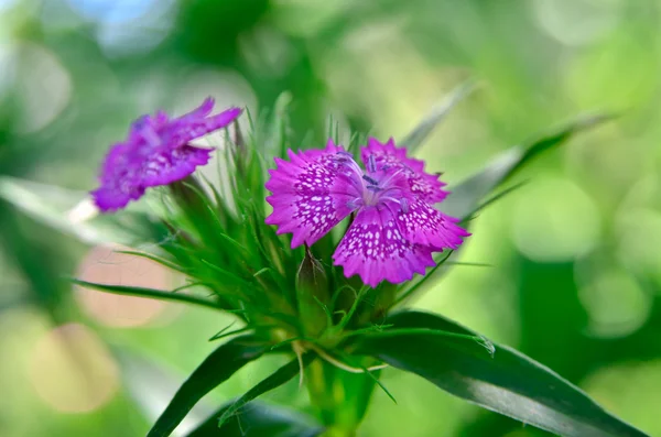 Blomsterstand af små nelliker vokser i haven - Stock-foto