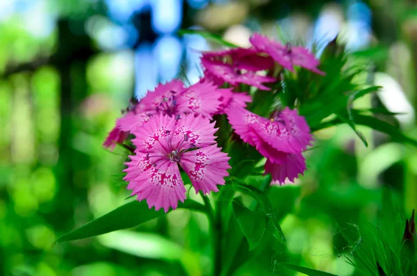 Blütenstand kleiner Nelken, die im Garten wachsen — Stockfoto