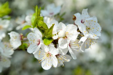 Baharda ağaçların dallarında beyaz çiçekler