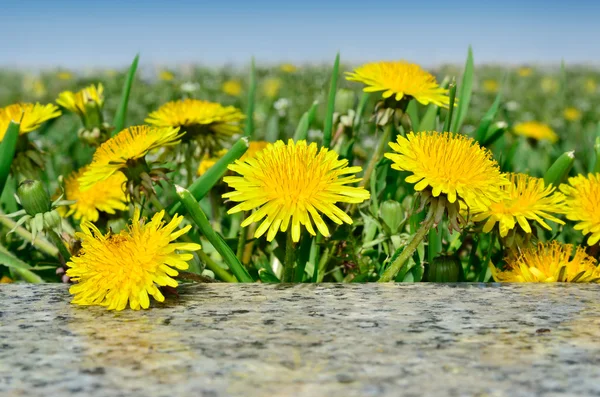 Las flores amarillas los dientes de león entre la hierba verde sobre el césped — Foto de Stock