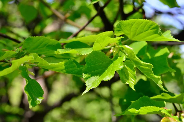 Jovem, folhas de tília verde, árvore floresceu na primavera — Fotografia de Stock