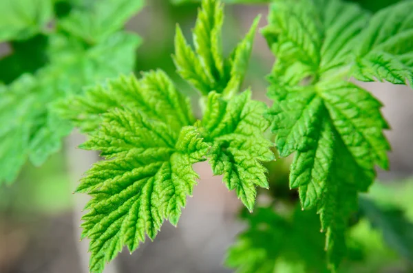 Young green leaves of raspberry, blossomed on the branches — Stock Photo, Image