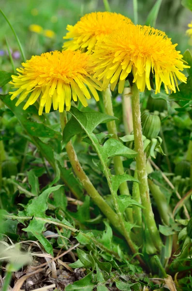 Las flores amarillas los dientes de león entre la hierba verde sobre el césped — Foto de Stock