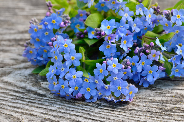 Bouquet of blue forget-me on a wooden background