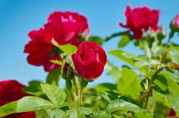 Red rose bloom in garden on background of blue sky — Stock Photo, Image