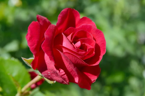 Red rose bloom in garden on background of blue sky — Stock Photo, Image