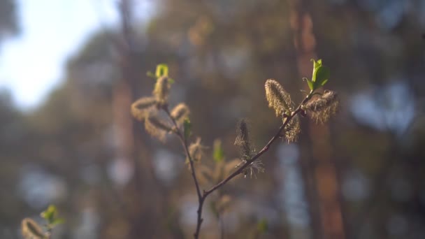 Zelené a mladé listy stromů v paprscích jarního slunce. Probuzení přírody