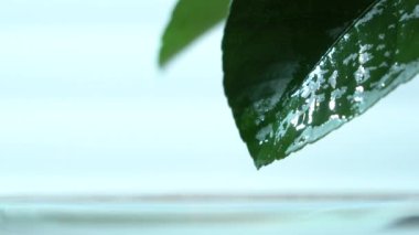 Su damlası, su, yaprak, hareket, doğa, arkaplan, yaşam, doğa arka plan