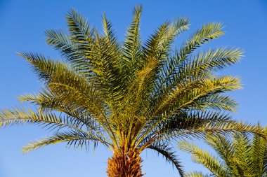 Eilat, güneşli İsrail palmiye ağaçlarında