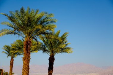 Eilat, güneşli İsrail palmiye ağaçlarında