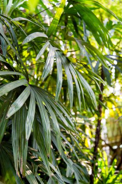 Vahşi tropikal orman, egzotik yaprakları