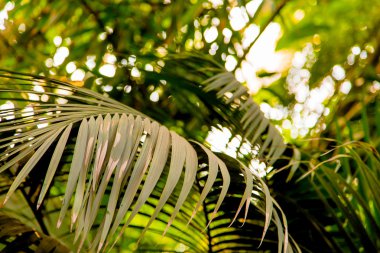 Vahşi tropikal orman, egzotik yaprakları