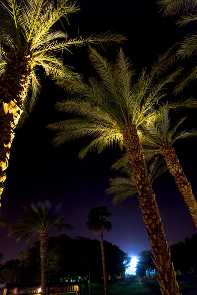 Palmeiras à noite em Eilat, Israel — Fotografia de Stock