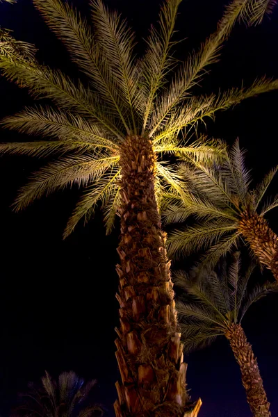 Palm trees at night in Eilat, Israel — Stock Photo, Image