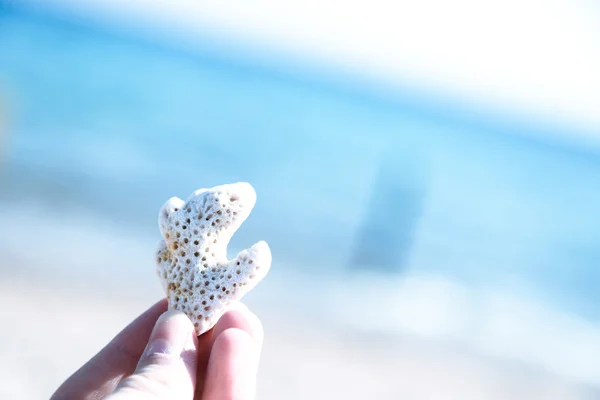 Küçük parçalar halinde mercan sahilde — Stok fotoğraf